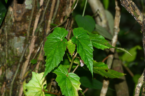 Begonia dipetala, photograph 5