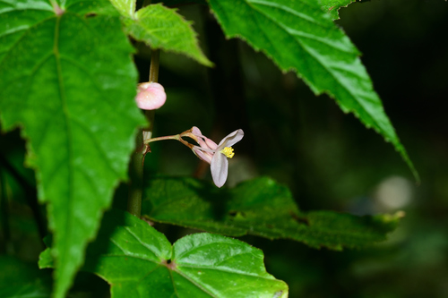 Begonia dipetala, photograph 6