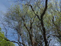 Olearia fragrantissima