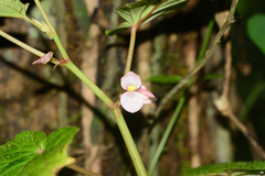 Begonia dipetala