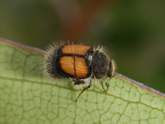 Liparetrus discipennis