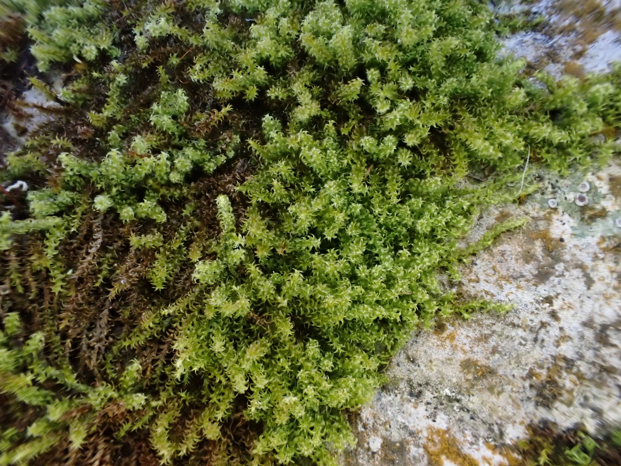 Campylophyllum halleri Fleischer, 1914