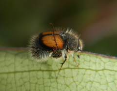 Liparetrus discipennis