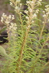 Astrotricha asperifolia