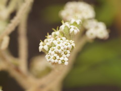 Astrotricha asperifolia