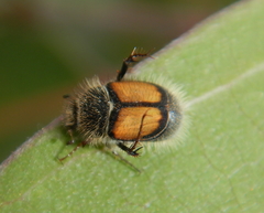 Liparetrus discipennis