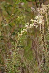 Astrotricha asperifolia