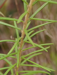 Astrotricha asperifolia