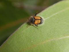 Liparetrus discipennis