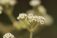 Astrotricha asperifolia