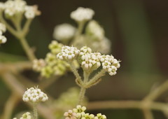 Astrotricha asperifolia