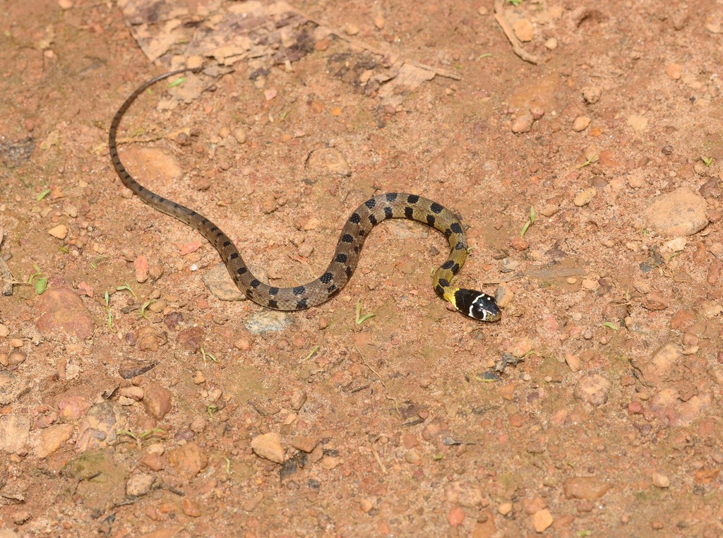 Wynad Keelback