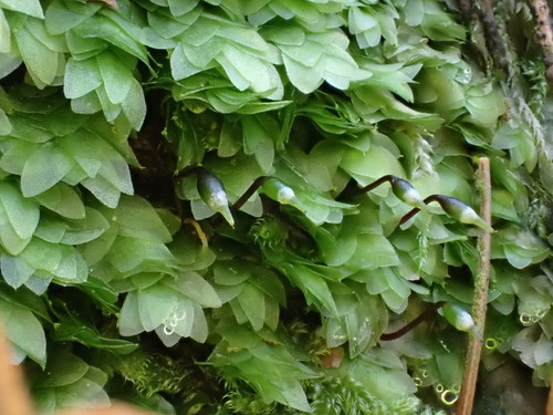 Shining Hookeria