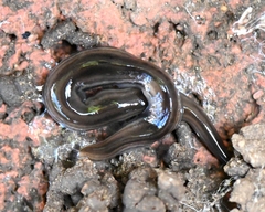 Endeavouria septemlineata