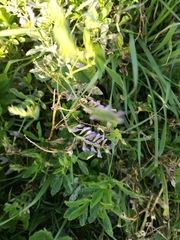 Medicago sativa sativa