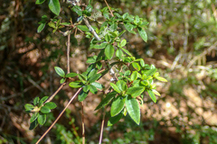 Rhododendron noriakianum