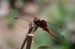 Thermorthemis madagascariensis