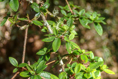 Rhododendron noriakianum