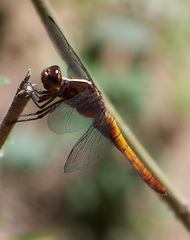 Thermorthemis madagascariensis