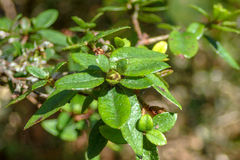 Rhododendron noriakianum