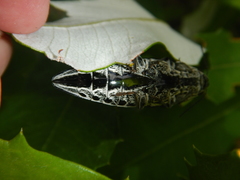 Cyrioides australis