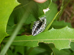 Cyrioides australis