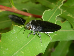 Cyrioides australis