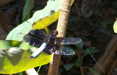 Thermorthemis madagascariensis