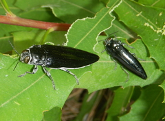 Cyrioides australis