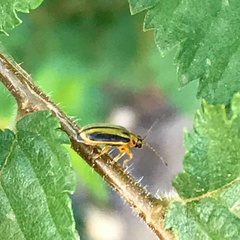 Xanthogaleruca luteola