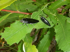 Cyrioides australis