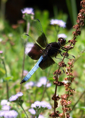 Thermorthemis madagascariensis