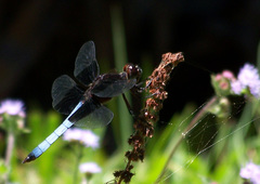 Thermorthemis madagascariensis