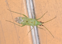 Macrolophus costalis