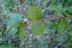 Viburnum parvifolium