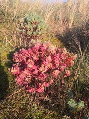 Euphorbia portlandica