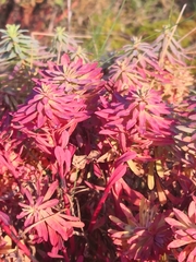 Euphorbia portlandica