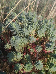 Euphorbia portlandica