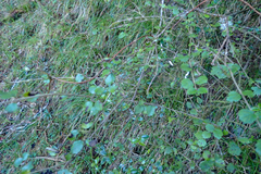 Viburnum parvifolium