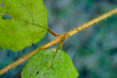Viburnum parvifolium