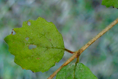 Viburnum parvifolium