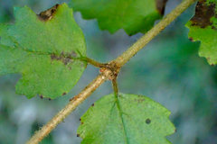 Viburnum parvifolium