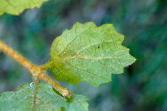 Viburnum parvifolium