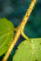Viburnum parvifolium
