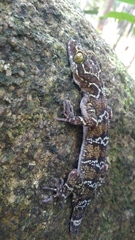 Cyrtodactylus consobrinus