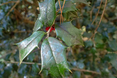 Ilex bioritsensis