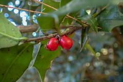 Ilex bioritsensis