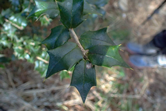 Ilex bioritsensis