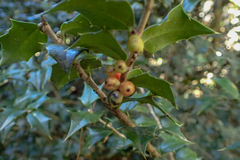 Ilex bioritsensis
