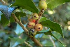 Ilex bioritsensis